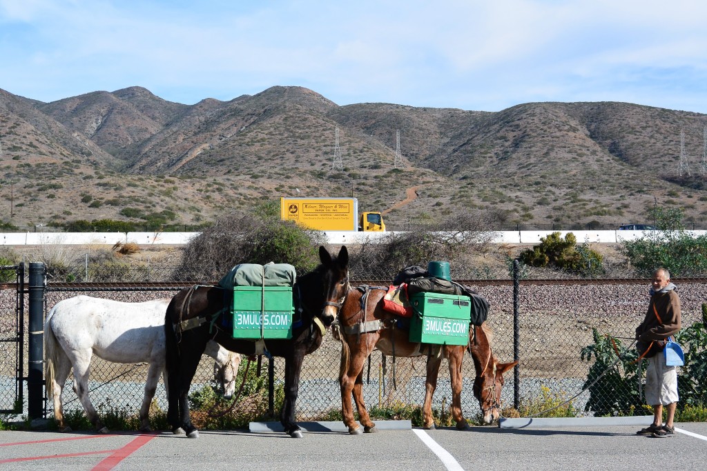 3mules.com-2
